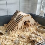 domek dla chomika 1 - obrazek 3