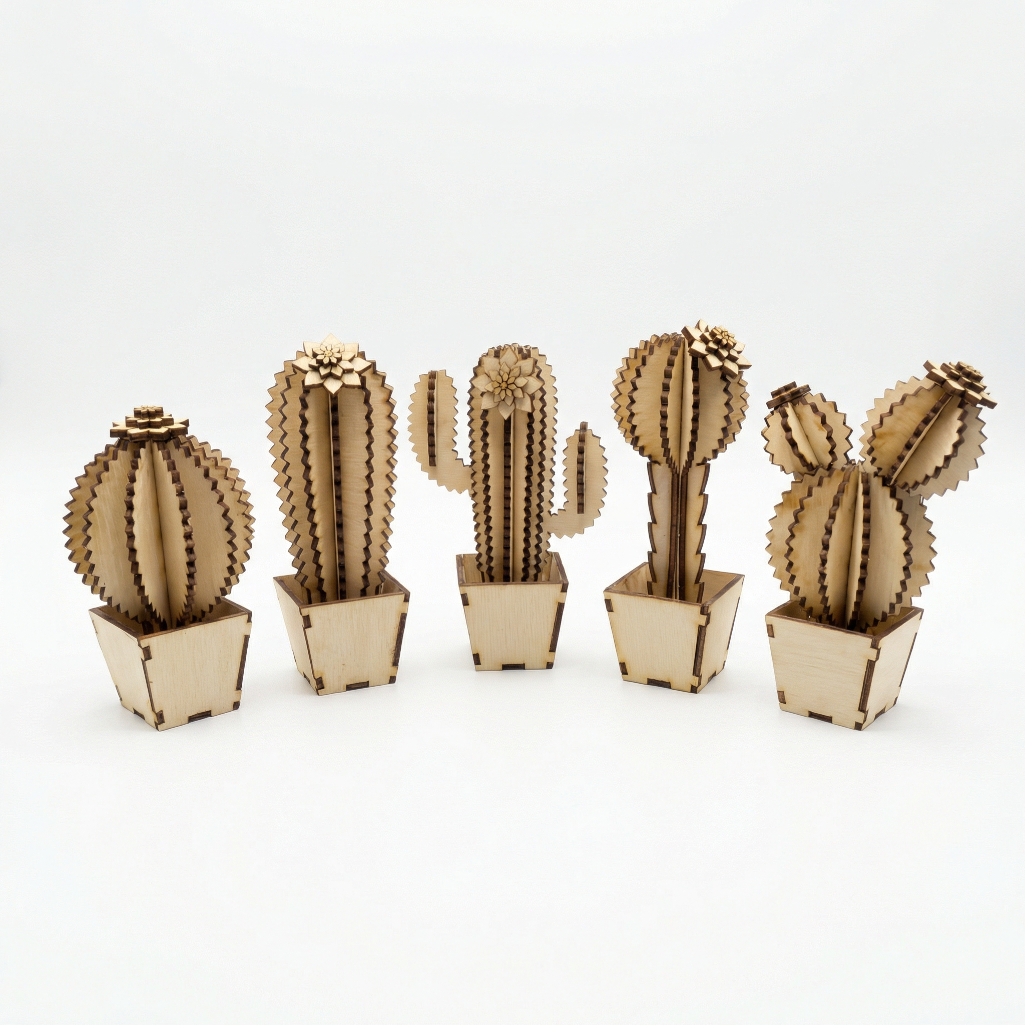 6 Kaktusy - obrazek 1